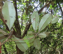 Englerophytum natalense