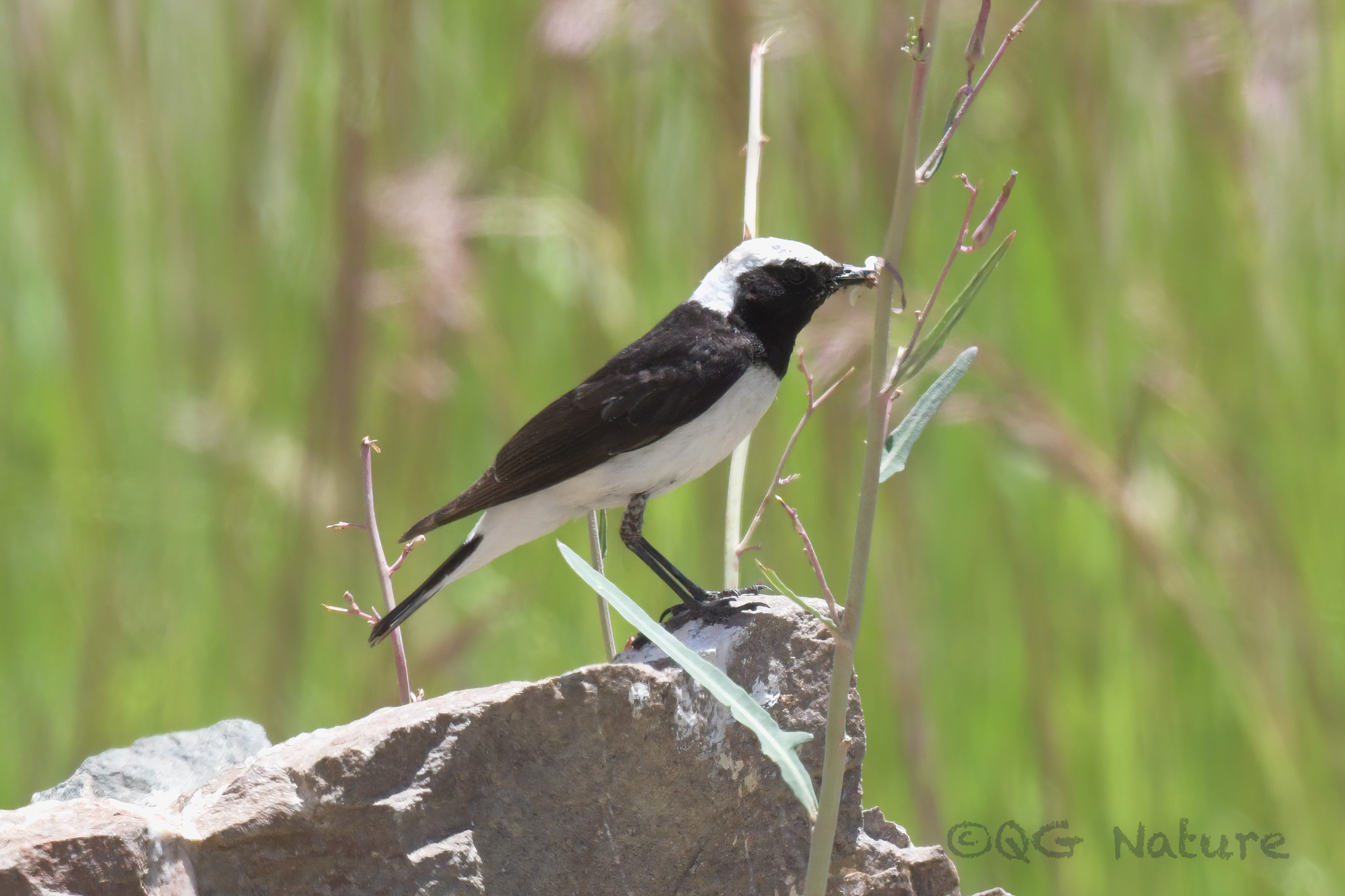 Pied Wheatear