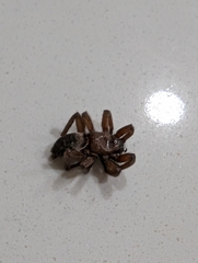 Gnaphosoidea