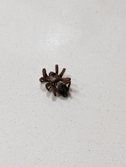 Gnaphosoidea