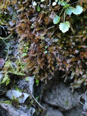 Orthothecium rufescens