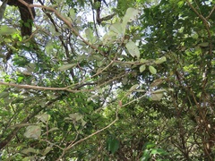 Englerophytum natalense