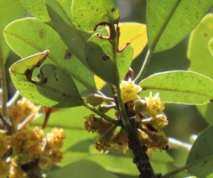 Pterocelastrus echinatus