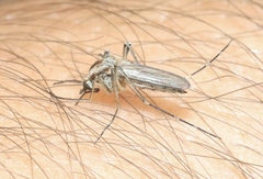 Aedes melanimon