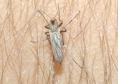 Aedes melanimon