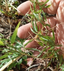 Eragrostis minor