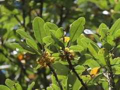 Pterocelastrus echinatus