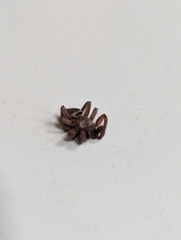 Gnaphosoidea