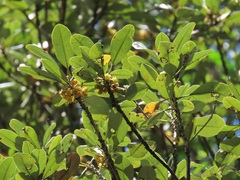 Pterocelastrus echinatus