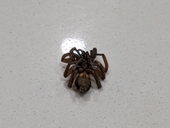 Gnaphosoidea