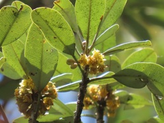 Pterocelastrus echinatus