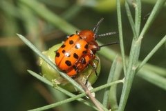 Crioceris duodecimpunctata