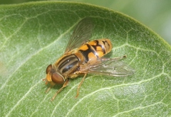 Parhelophilus laetus