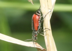 Malachius aeneus