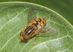 Parhelophilus laetus