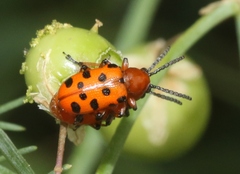 Crioceris duodecimpunctata