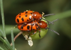 Crioceris duodecimpunctata