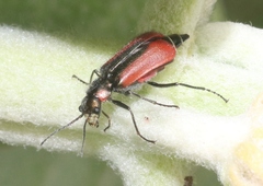 Malachius aeneus