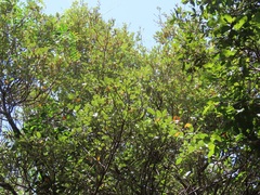 Pterocelastrus echinatus