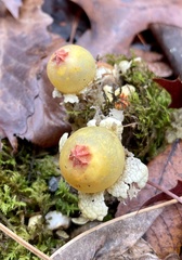 Calostoma lutescens