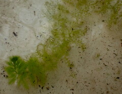 Utricularia stellaris image