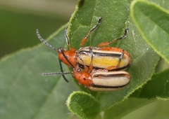 Lema daturaphila