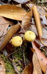 Calostoma lutescens