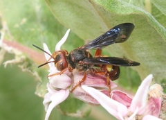 Cerceris bicornuta