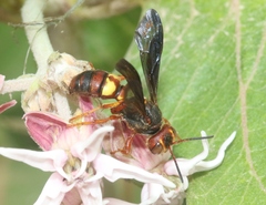 Cerceris bicornuta
