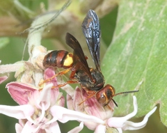 Cerceris bicornuta