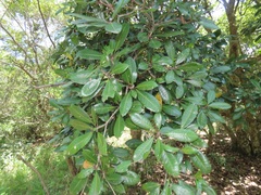 Vitellariopsis dispar