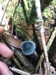 Clitocybula azurea