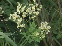 Thalictrum dasycarpum