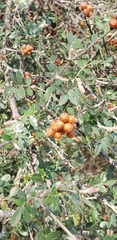 Celtis pallida