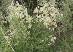 Thalictrum dasycarpum