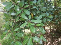 Vitellariopsis dispar