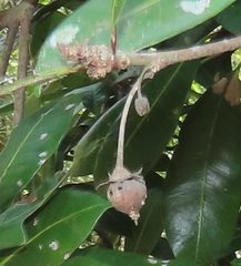 Vitellariopsis dispar