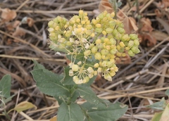Lepidium chalepense