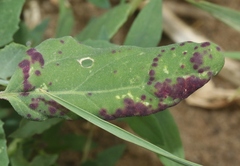 Norvellina chenopodii