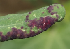 Norvellina chenopodii