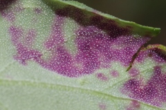 Norvellina chenopodii