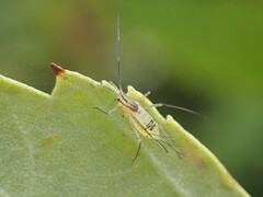 Euceraphis