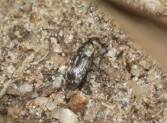 Cosmobaris scolopacea