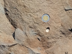 Sylvilagus cunicularius