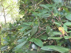 Vitellariopsis dispar