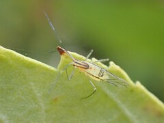 Euceraphis