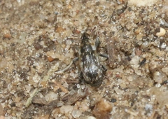 Cosmobaris scolopacea