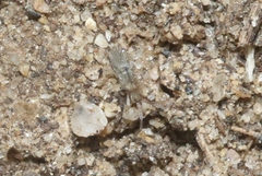 Entomobrya unostrigata