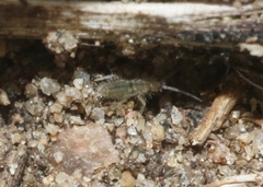 Entomobrya unostrigata