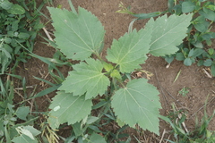 Cyclachaena xanthiifolia